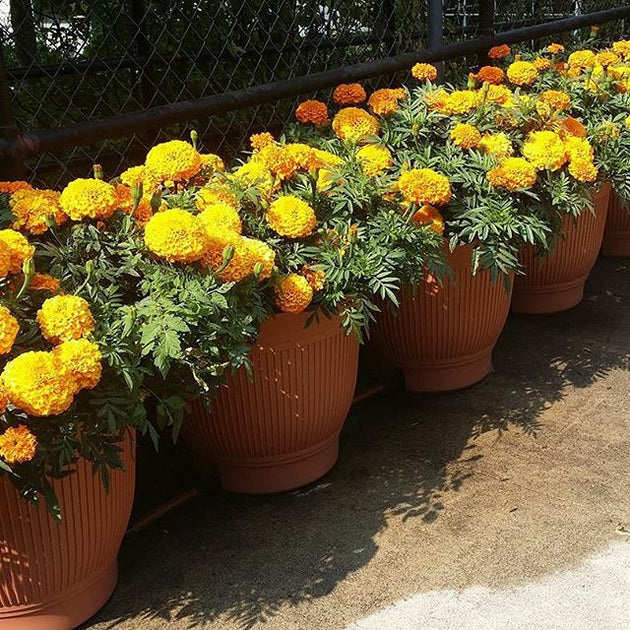 Shipping Changes! Daisy Rain Garden Systems